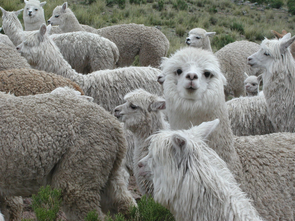 A day in the life of an alpaca