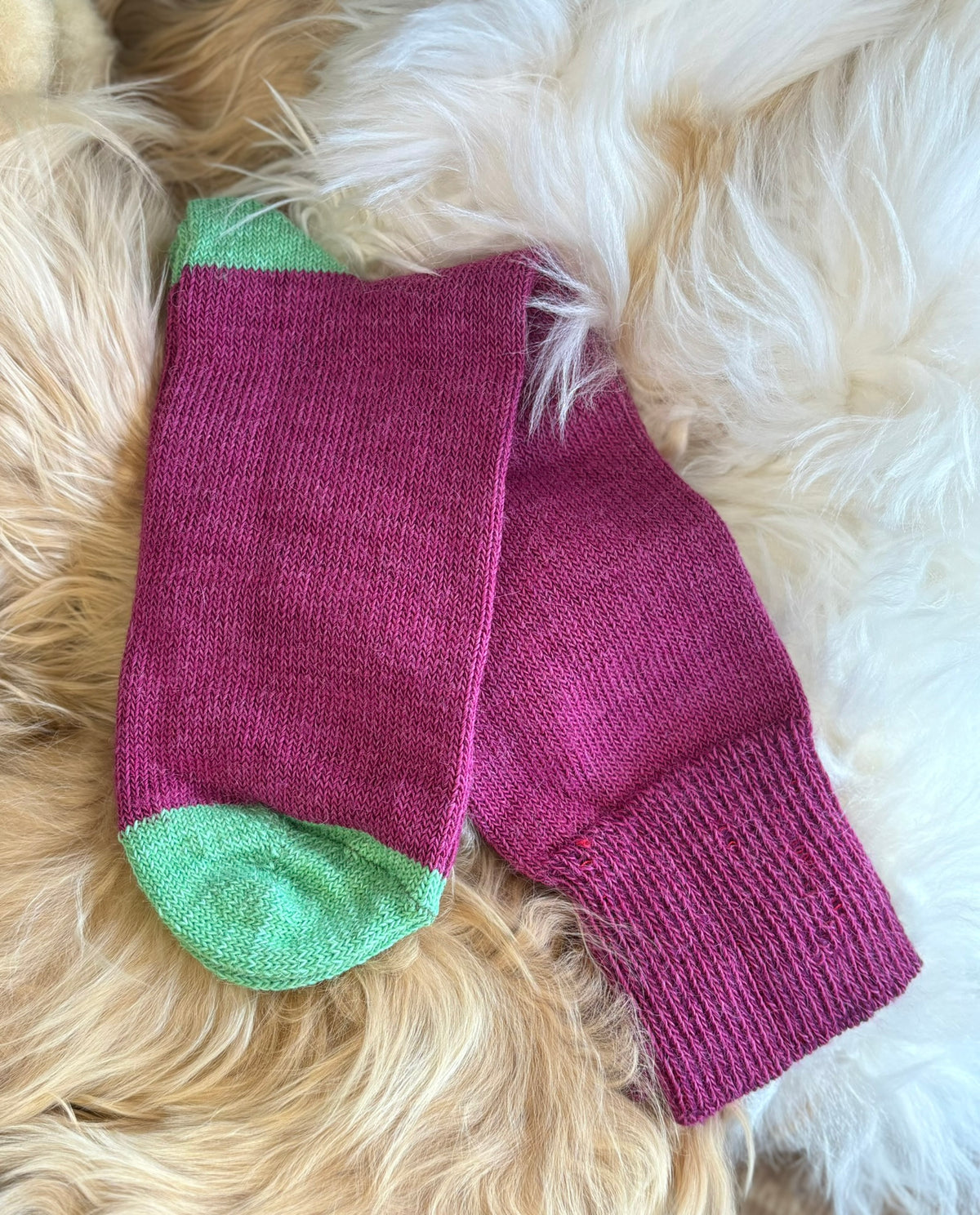 dark raspberry with pea green toe and heel everyday alpaca sock fluffy background