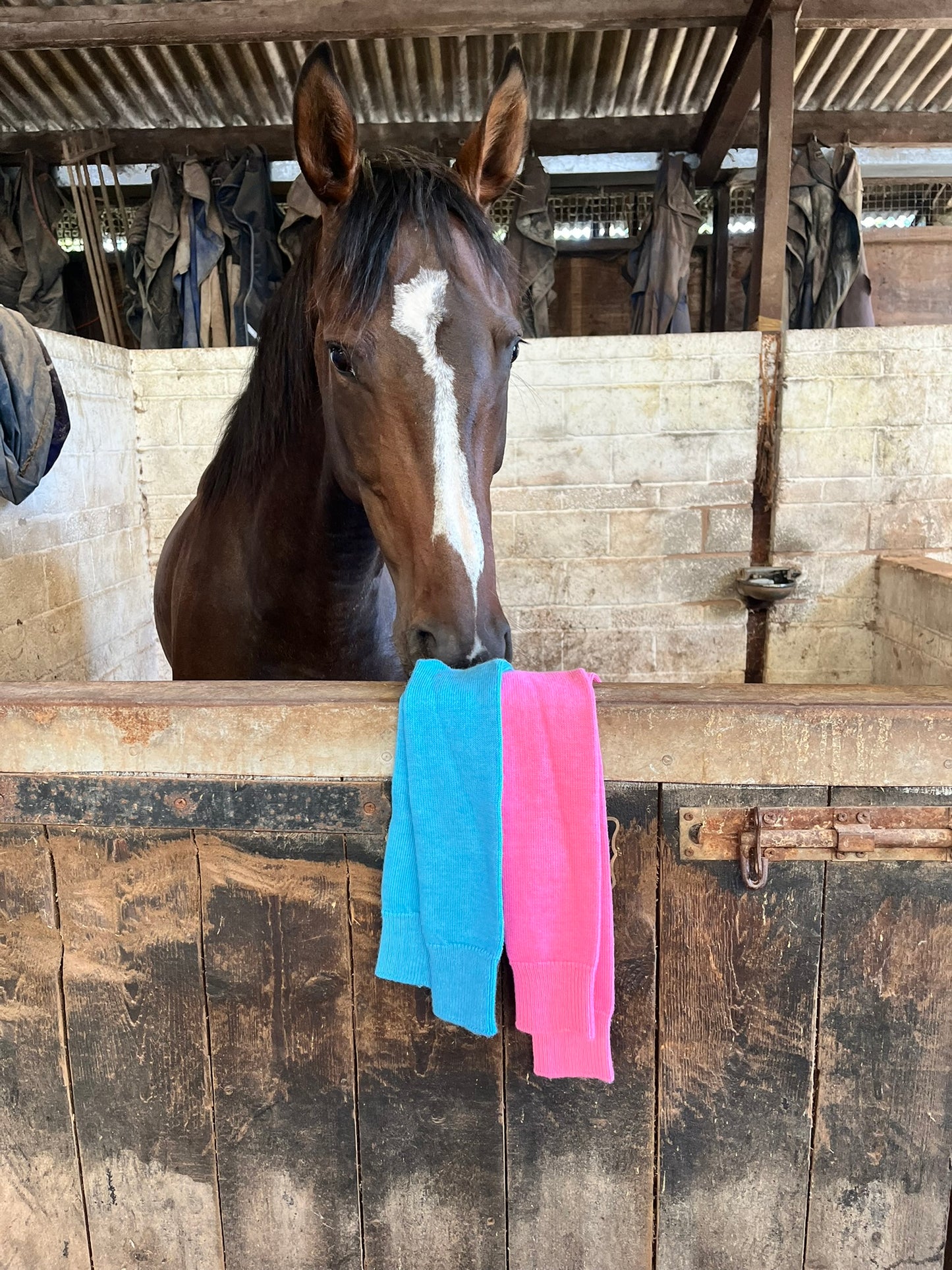 Alpaca riding sock horse