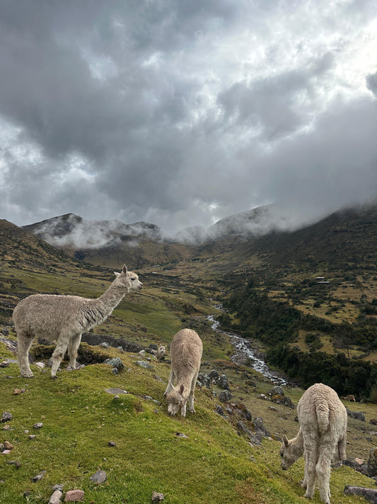 The Surprising Sustainability of Alpaca Farming
