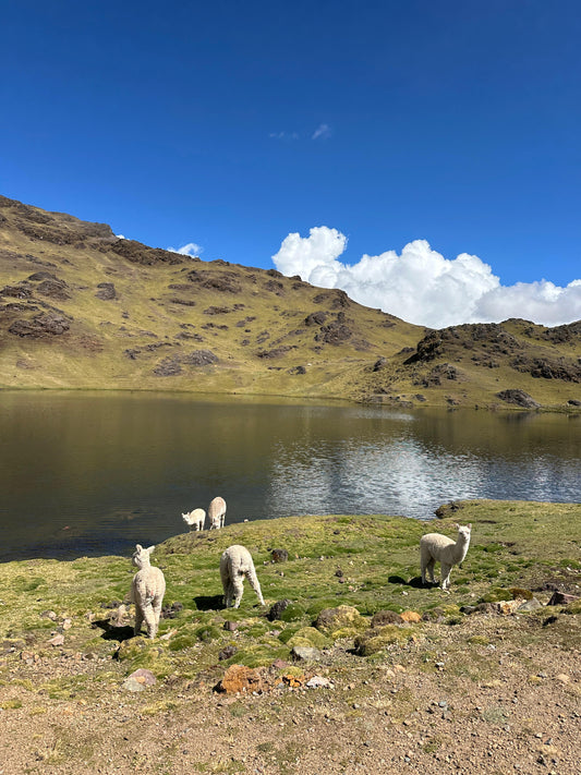 The Soul of the Plains: Alpacas in Their Element