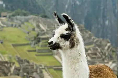 Sustainability of Alpaca and their wool