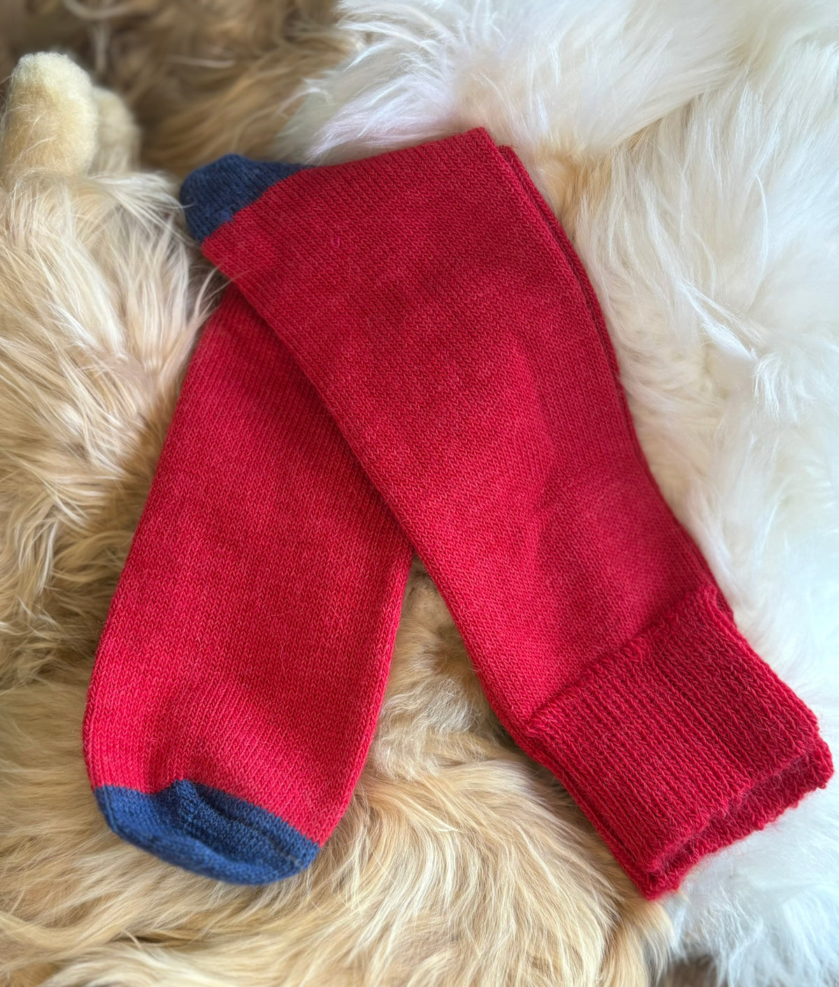 cherry red with navy toe and heel alpaca everyday socks fluffy background
