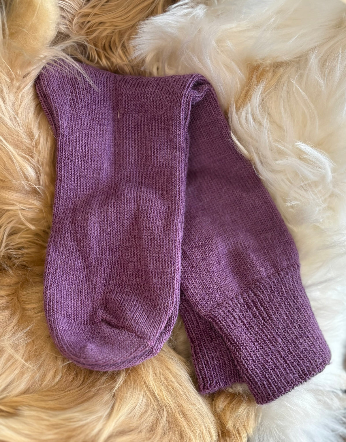 damson everyday alpaca socks fluffy background