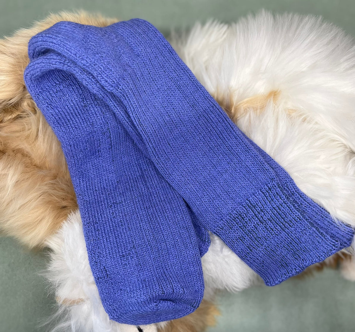 indigo alpaca short ribbed socks on a fluffy white and brown animal