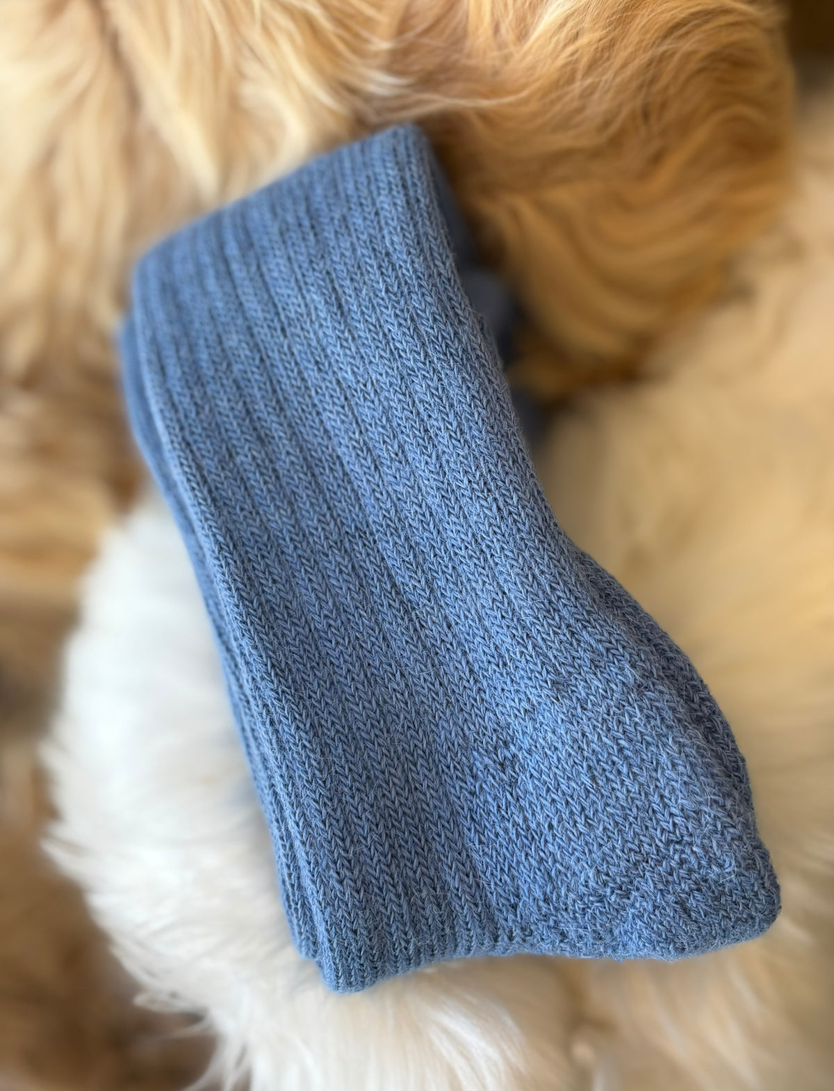 Mid blue short ribbed alpaca socks fluffy background