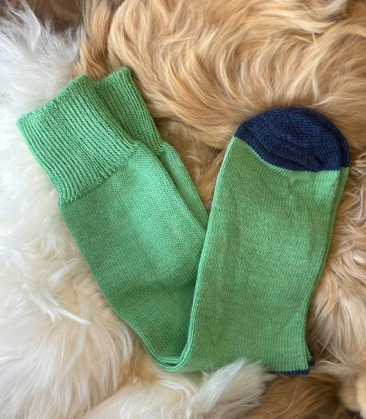 pea green with navy toe and heel alpaca everyday sock fluffy background