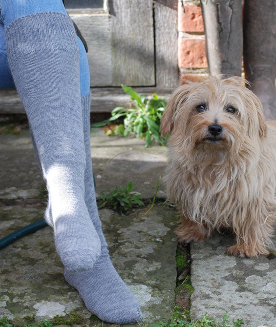 Knee length everyday alpaca socks with dog