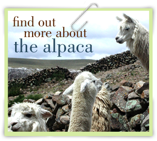 Alpacas on rocky terrain.